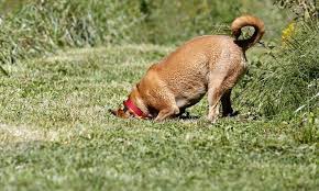 We did not find results for: Dealing With A Dog That Digs The Dogington Post