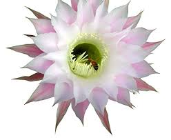 Because the root zones can be exposed in cold, windy conditions, wrap the container in winter. 50 Finest Mixed Cactus Flower Seeds Garden Lawn Supply Maintenance Buy Online In United Arab Emirates At Desertcart Ae Productid 82418646