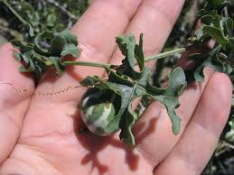 Image result for Coccinia rehmannii