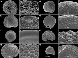 Image result for Trianthema salsoloides