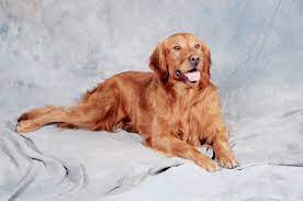 rare healthy american golden retrievers www whiteoakgoldenretrievers com red golden retriever dogs golden retriever golden retriever