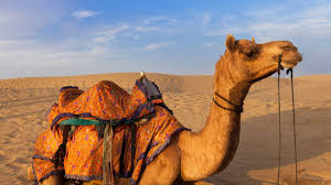 1,999 camel biting head memes. Crazed Camel Humped Beast Bites Off Owner S Head In Frenzy Daily Star