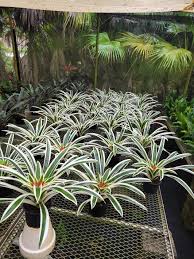 Image result for Droogmansia