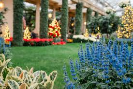 Image result for Coleus thyrsoideus