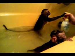 A baby monkey relaxes during bathtime, and it may be one of the cutest things you'll see all day. Baby Monkeys Playing In Bath Tub Youtube