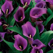 Lirio De Calla Roxa Significado Flores Cultura Mix