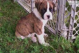 Akc Flashy Brindle Male Boxer Puppy Boxer Puppies For Sale Boxer Puppy Boxer Puppies