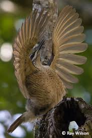 Black And White Bird With Long Tail Uk Http Www Raywilsonbirdphotography Co Uk New Images 2016 Australia 2016 09 30 O9a1038 Jpg Aves Belas Passaros Animais