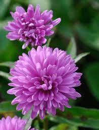 Aster Novi Belgii Patricia Ballard Claire Austin In 2021 Flower Boarders Flower Pictures Beautiful Flowers
