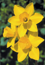 Pin On Gardening