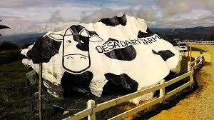 Plan to visit desa dairy farm, malaysia. Kaki Viral Desa Cattle Dairy Farm Lokasi Kundasang Facebook