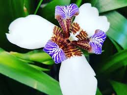 Image result for Neomarica northiana