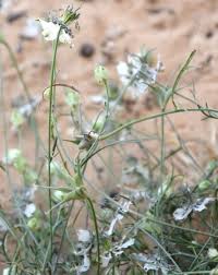 Image result for Zygophyllum leucocladum