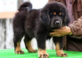 Check spelling or type a new query. Black Tibetan Mastiff Puppies Pictures Mastiff Puppies Tibetan Mastiff Tibetan Mastiff Dog