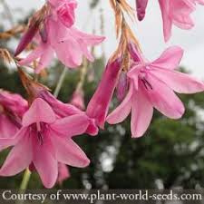 Image result for Dierama formosum