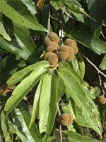 Image result for Grewia glandulosa