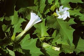 Image result for Datura stramonium