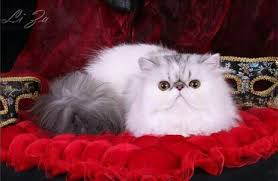 pin ot polzovatelya juliana malinski na doske cats the love of my life milye kotiki kotyata persidskie