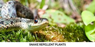 Snakes are ambush predators, meaning they like to attack their prey from dark hiding places. Keep The Snakes Away With Natural Snake Repellents
