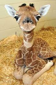 Ranking Die 20 Sussesten Tiere Der Welt 3 4 Celebrityred Giraffe Cute Animals Baby Animals