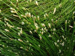 Image result for Isolepis costata