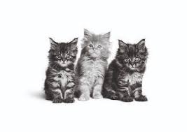 Conseils Pour Bien Vous Preparer A La Venue D Un Chaton Conseils Royal Canin C