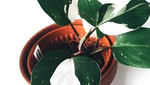 This is a self heading variety's variegation begins pale green and over time transforms to lime and finally white. Philodendron White Knight Care Best Kept Secrets