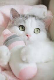Click The Photo For More Adorable And Cute Cat Videos And Photos Cutecats Cats Kittens Catvideos Cute Kittens Komik Kedi Yavrulari Hayvanlar