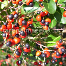 Image result for Apodytes dimidiata