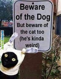 Cat Memes You Have Been Warned Animal Humour Cute Animal Memes Funny Animal Jokes