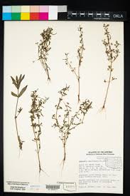 Image result for Nesaea dinteri