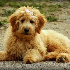 So you may want to choose the f1 goldendoodle based on its health advantage. Different Types Of Goldendoodle Generations F1 F1b F2 F2b Dog Discoveries