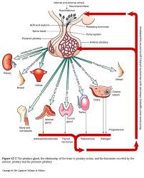 Pin By Vlada On Molecular Biology Endocrine System Endocrine Pituitary Gland