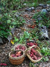 Florida Survival Gardening Growing Sweet Potatoes In My Florida Food Forest Food Forest Garden Growing Sweet Potatoes Food Forest