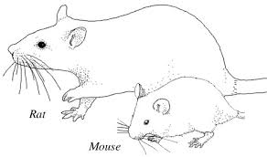 difference between rats and mice