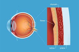 Image result for Retinal Anatomy