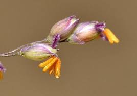 Image result for Panicum subflabellatum