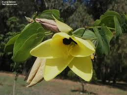 Image result for Bauhinia tomentosa