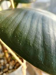 Pests are rare because the rubber plant is so resistant to them. Need Help Identifying Brown And White Spots Gardening Landscaping Stack Exchange