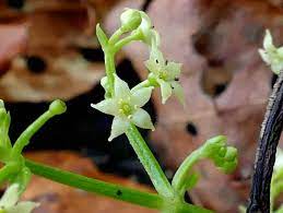 アカネ(茜)の花言葉｜名前の由来は？怖い意味がある？｜🍀GreenSnap（グリーンスナップ）