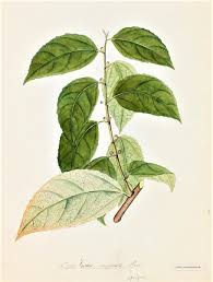 Image result for Ficus exasperata