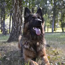 We did not find results for: Guide To Long Coat German Shepherd Dogs Pethelpful