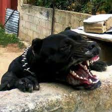 Maybe you would like to learn more about one of these? Black Panther Pitbull For Sale Off 64 Www Usushimd Com
