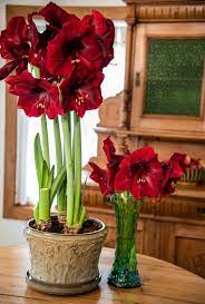 When planting an amaryllis bulb, select a pot which is approximately 1 to 2 inches wider than the diameter of the bulb. Plant 3 Amaryllis Bulbs To Pot For Showstopping Beauty Garden Wcfcourier Com
