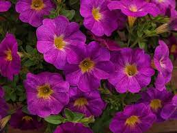 New Flowers Vegetables Herbs Edibles Garden Petunia Plant Flower Seeds Petunias