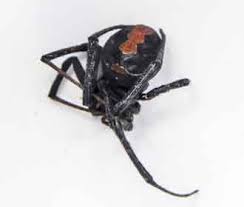 We did not find results for: Picaduras O Mordeduras De Aranas Rentokil Colombia