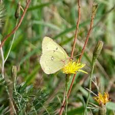 Image result for Cyclocotyla congolensis