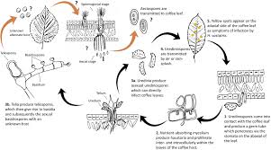 Image result for Balthasaria schliebenii