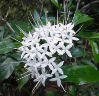 Image result for Pavetta gerstneri