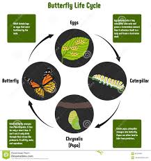 Butterfly Life Cycle Diagram Stock Vector Illustration Of